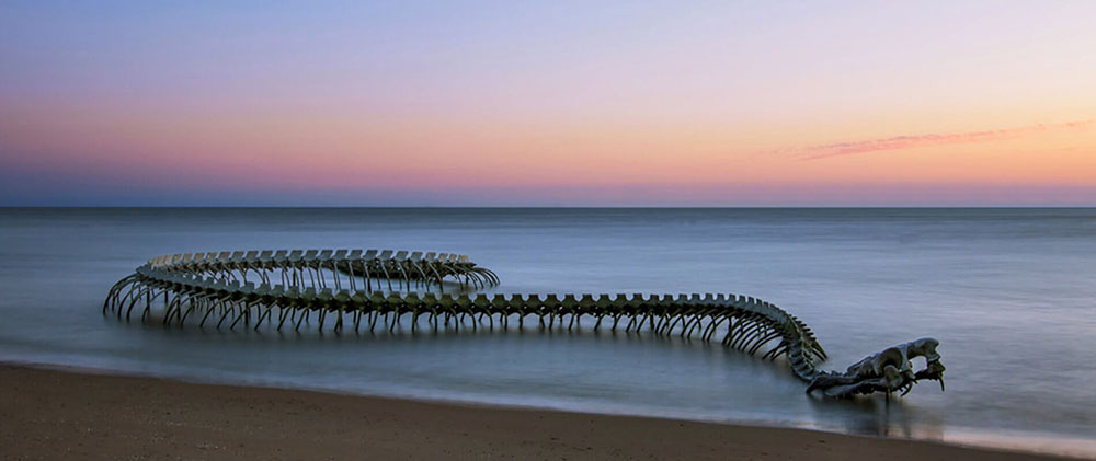 Bộ xương rắn khổng lồ nổi bật giữa bãi biển hút khách du lịch