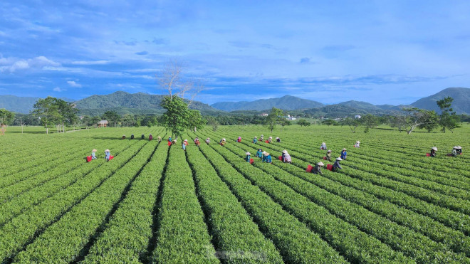 Mê mẩn ngắm từ trên cao cánh đồng chè bạt ngàn hút mắt ở Hà Tĩnh - 6