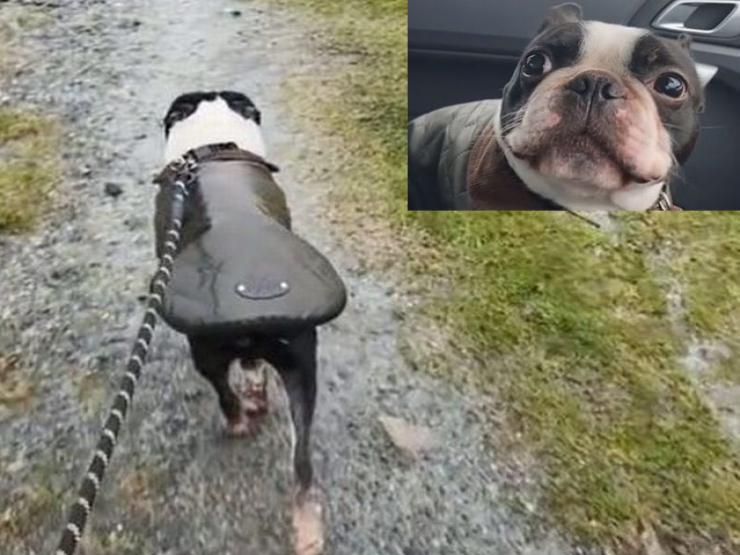 Clip: Chó cưng “cầu xin” chủ đưa đi dạo dưới trời mưa và cái kết bi hài