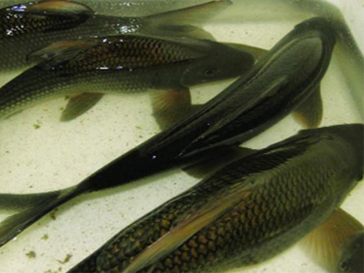 Loài cá ở Việt Nam xưa dùng để tiến vua, là đặc sản quý hiếm, có người nuôi kiếm 100 triệu/năm