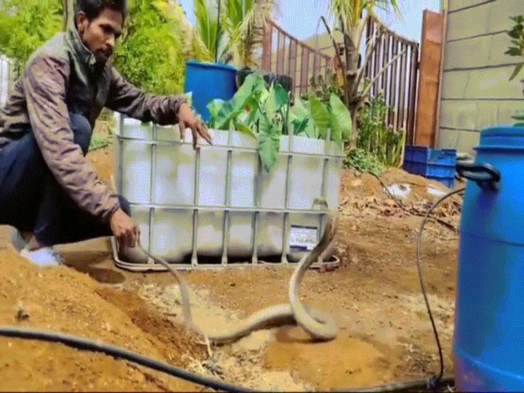 Video: Bị vây bắt, rắn hổ mang điên cuồng tấn công