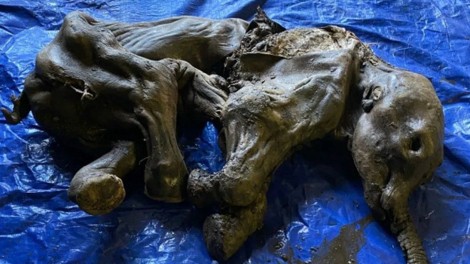 Canada: Phát hiện xác ướp ma mút 30.000 tuổi như mới chết hôm qua - 1