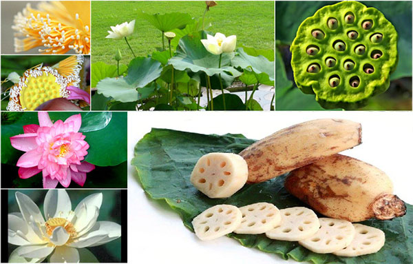 Tất cả các bộ phận của cây sen đều có thể trở thành những món ngon, bổ dưỡng