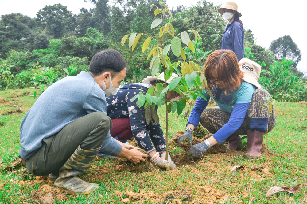 Manulife Việt Nam cùng khách hàng trồng rừng, hướng tới một tương lai bền vững - 2