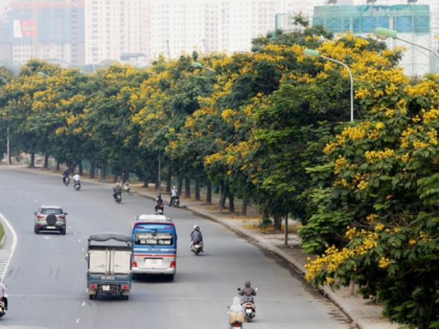 Ngắm đường phố Hà Nội rực rỡ sắc vàng hoa điệp nở