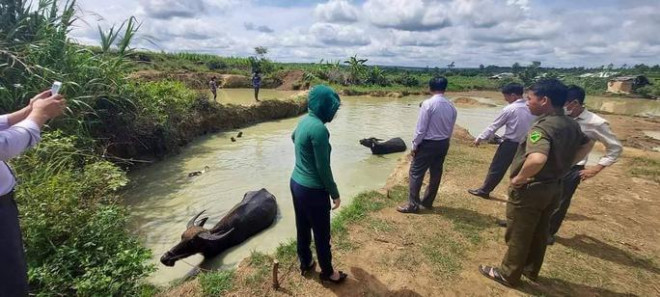 Phát hiện thi thể 2 chị em ruột trong ao nước gần nhà - 1