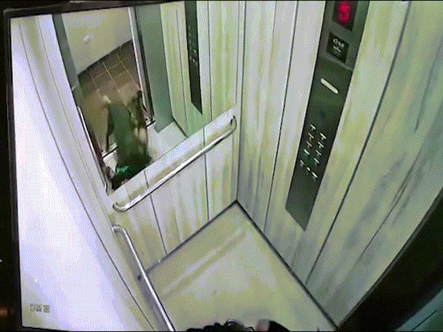 Video: Bị chó Pitbull tấn công, cô gái chui vào thang máy vẫn không thoát