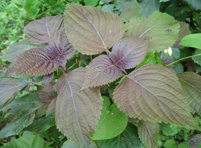 Loại rau thơm quen thuộc bán đầy chợ, ăn vào đẹp da, ngừa ung thư - 2