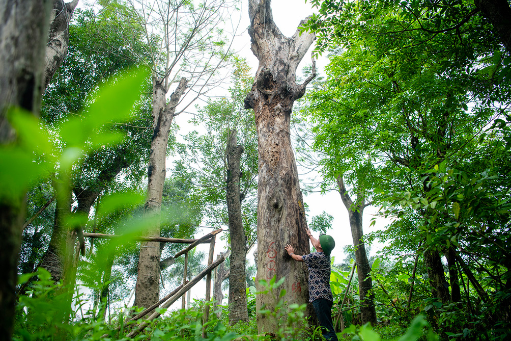 Số phận hẩm hiu của hàng cây cổ thụ trên đường Kim Mã sau 7 năm đánh chuyển - 2