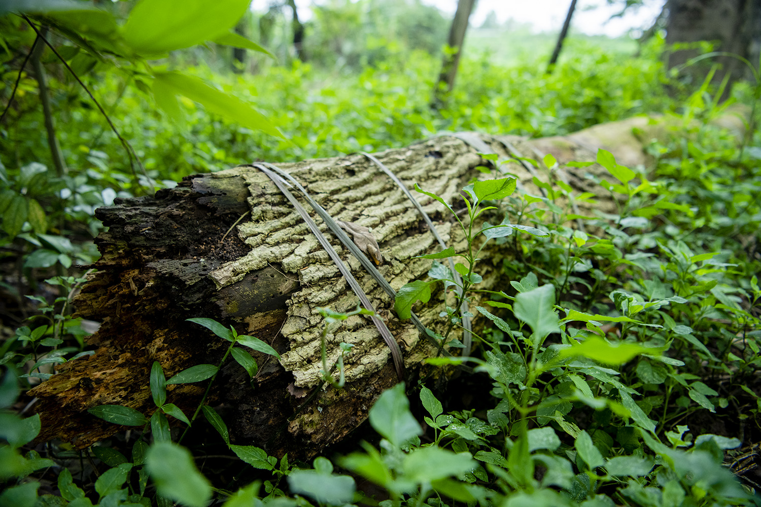 Số phận hẩm hiu của hàng cây cổ thụ trên đường Kim Mã sau 7 năm đánh chuyển - 8