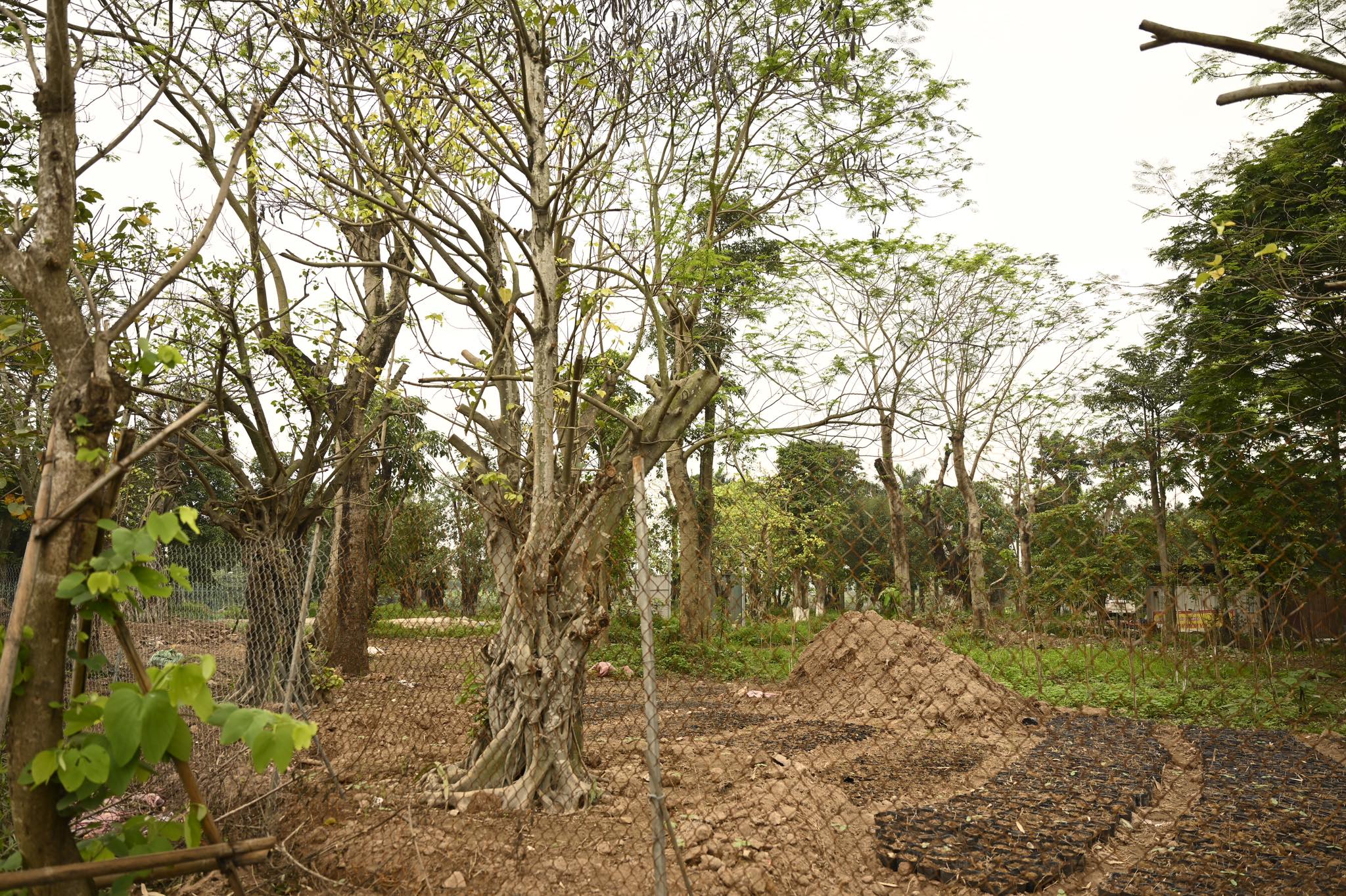 Số phận hẩm hiu của hàng cây cổ thụ trên đường Kim Mã sau 7 năm đánh chuyển - 3