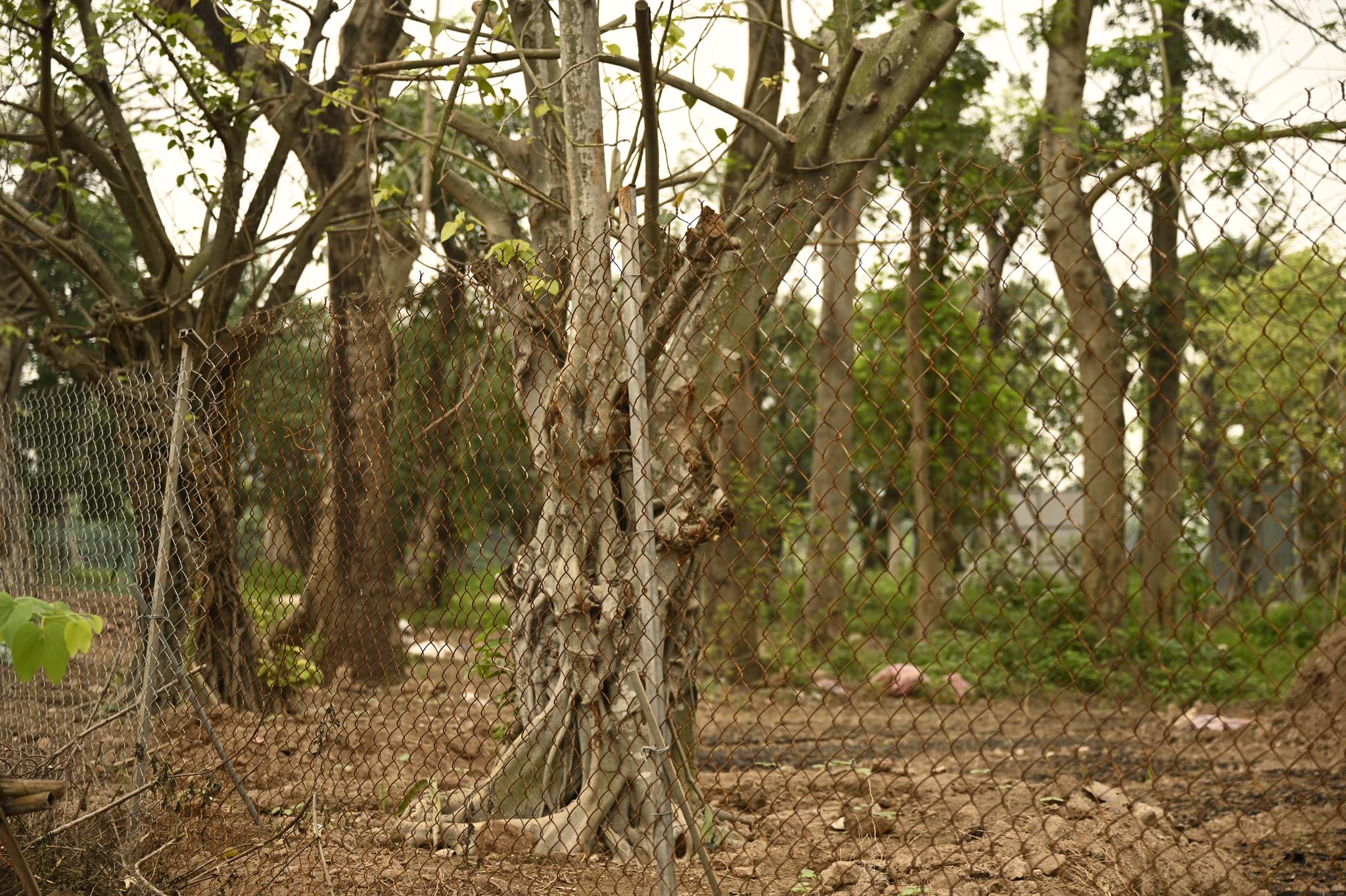 Số phận hẩm hiu của hàng cây cổ thụ trên đường Kim Mã sau 7 năm đánh chuyển - 5