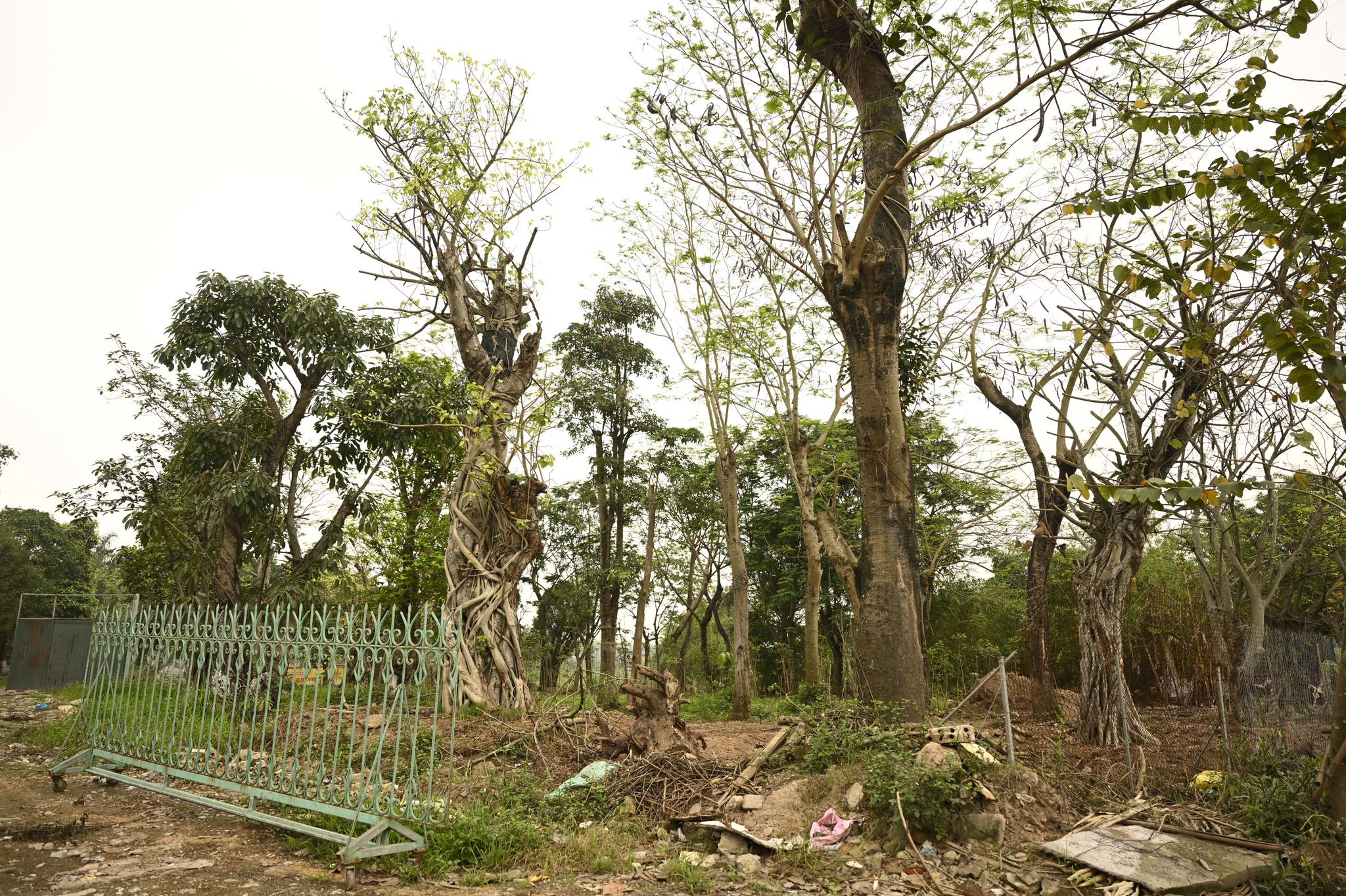 Số phận hẩm hiu của hàng cây cổ thụ trên đường Kim Mã sau 7 năm đánh chuyển - 6