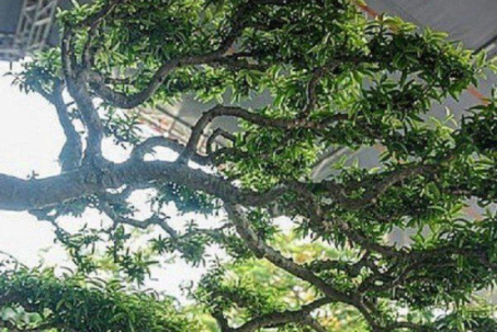 "Loá mắt" cây mai chiếu thủy qua một thế kỷ trường tồn, đại gia trả tiền tỷ