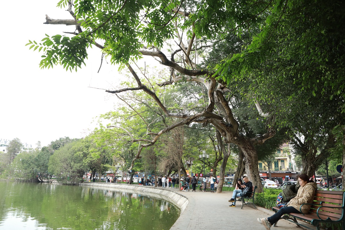 Những “khối vàng lộ thiên” chết khô bên hồ Hoàn Kiếm chưa thể chặt hạ, vì sao? - 3