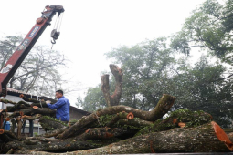 “Nữ đại gia” trả 73 tỷ đồng mua lô gỗ sưa ở Hà Nội nói gì sau khi thắng đấu giá?