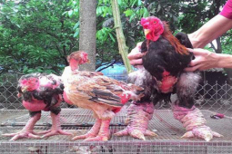 Giống gà đặc sản Việt Nam được báo Mỹ gọi là ”gà rồng”, có con giá gần 50 triệu đồng