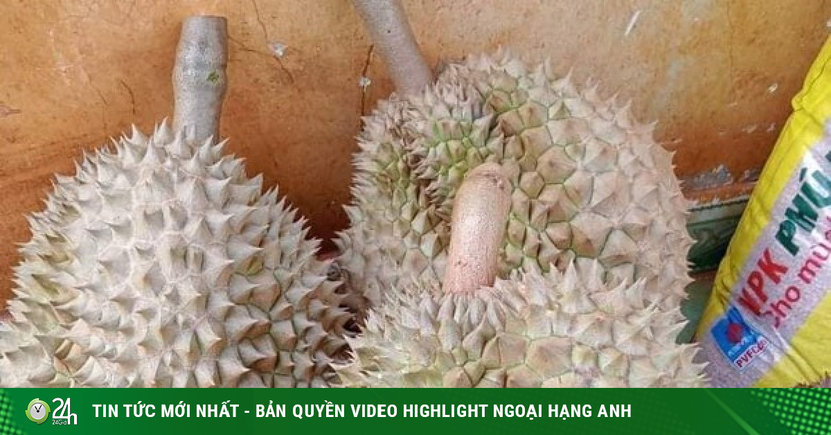 Nhận biết sầu riêng rụng và sầu riêng bị 