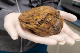 Canada: Tìm thấy ”quả bóng lông” kỳ lạ, không ngờ là xác ướp sinh vật 30.000 năm tuổi 