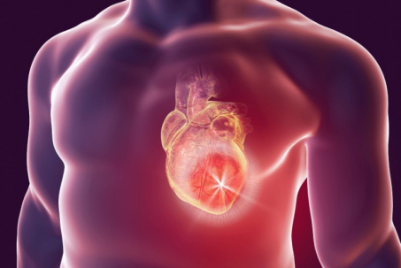 Vì sao con người hiếm khi bị ung thư tim?