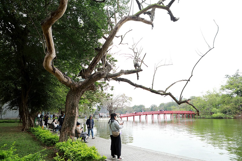 Hà Nội ấn định ngày chặt 3 cây sưa chết ở khu vực hồ Hoàn Kiếm - 1