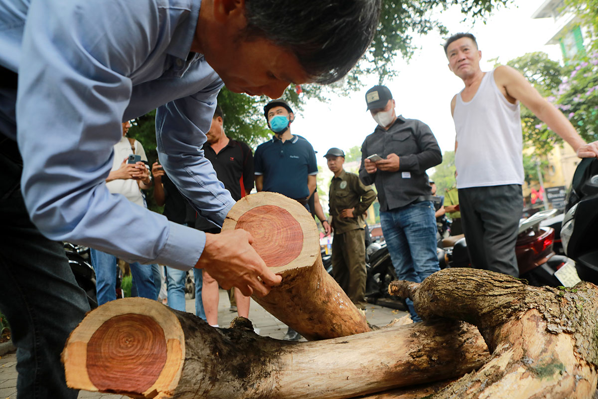 Dân Thủ đô sờ tận tay, nhìn tận mắt vân gỗ siêu đẹp của cây sưa 100 năm tuổi - 10