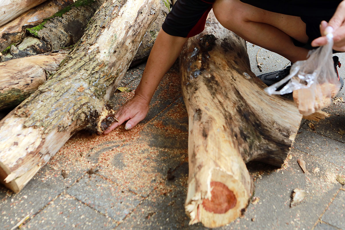 Dân Thủ đô sờ tận tay, nhìn tận mắt vân gỗ siêu đẹp của cây sưa 100 năm tuổi - 12