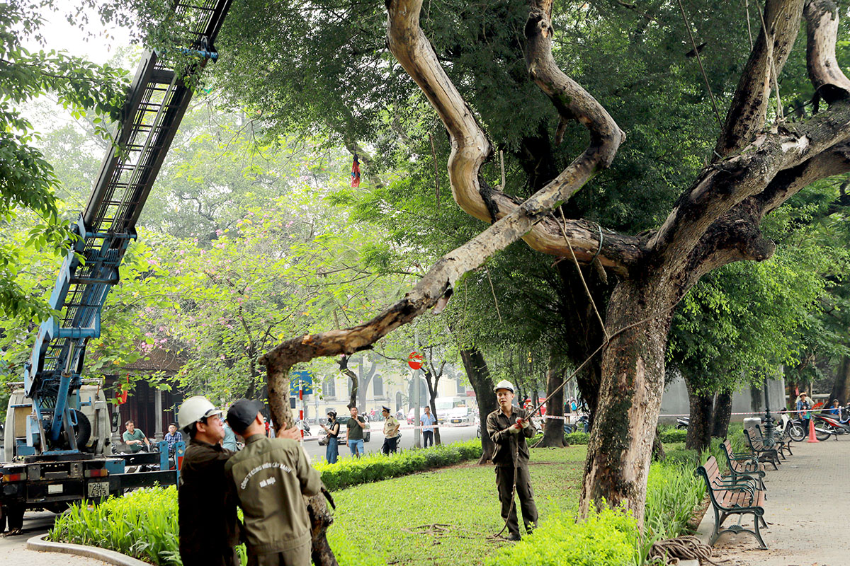 Dân Thủ đô sờ tận tay, nhìn tận mắt vân gỗ siêu đẹp của cây sưa 100 năm tuổi - 3