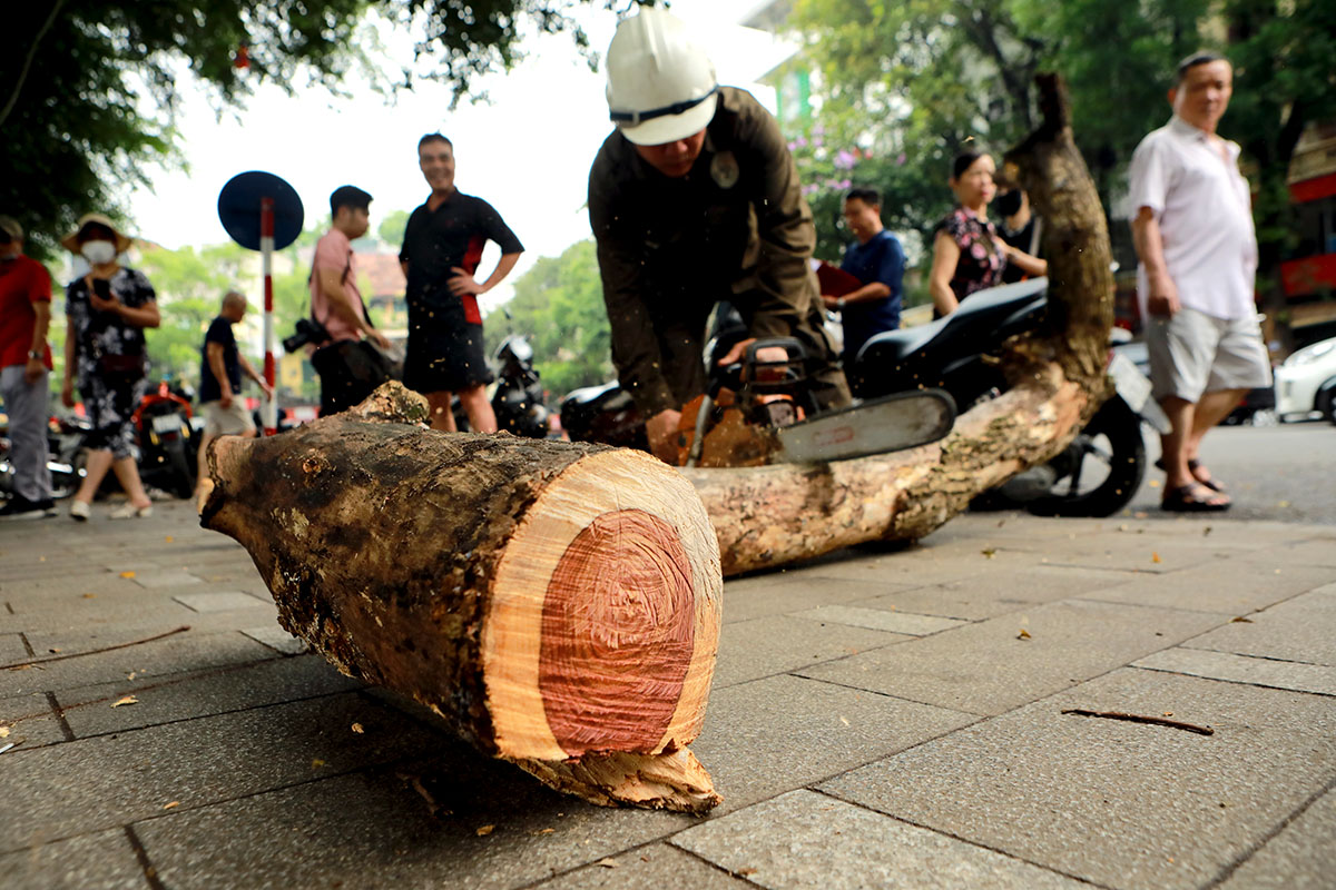 Dân Thủ đô sờ tận tay, nhìn tận mắt vân gỗ siêu đẹp của cây sưa 100 năm tuổi - 7