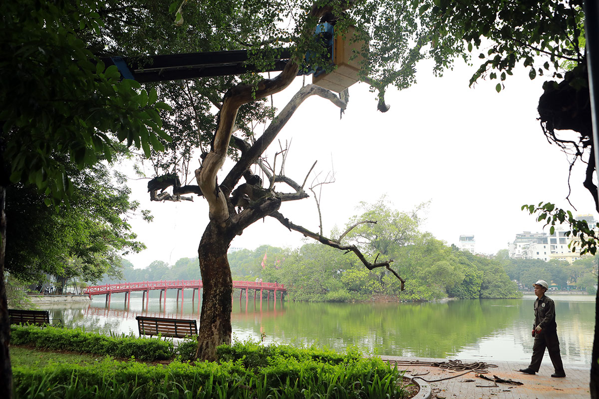 Chặt hạ cây sưa đỏ 100 năm tuổi ở hồ Hoàn Kiếm, sẽ trồng cây gì thay thế? - 1