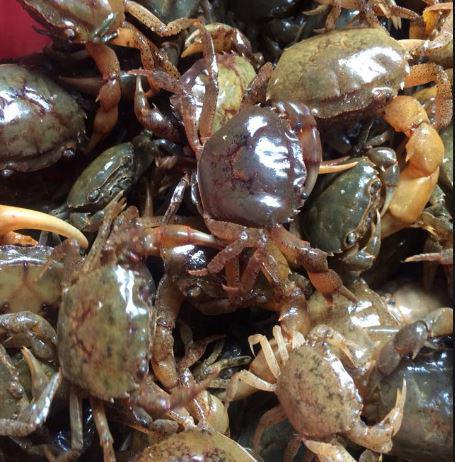 Mùa hè ăn canh cua tốt nhưng cần tránh 5 sai lầm này kẻo rước họa vào thân - 1