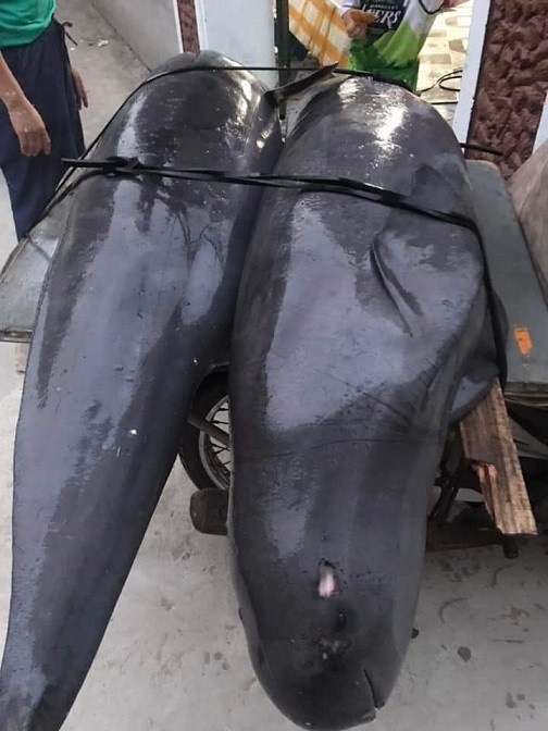 Thanh Hóa: Ngư dân Sầm Sơn bắt được cá lạ nghi đã tuyệt chủng - 1