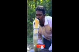 Video: Rùng mình cảnh người đàn ông Ấn Độ liều lĩnh hôn lên đầu rắn hổ mang chúa