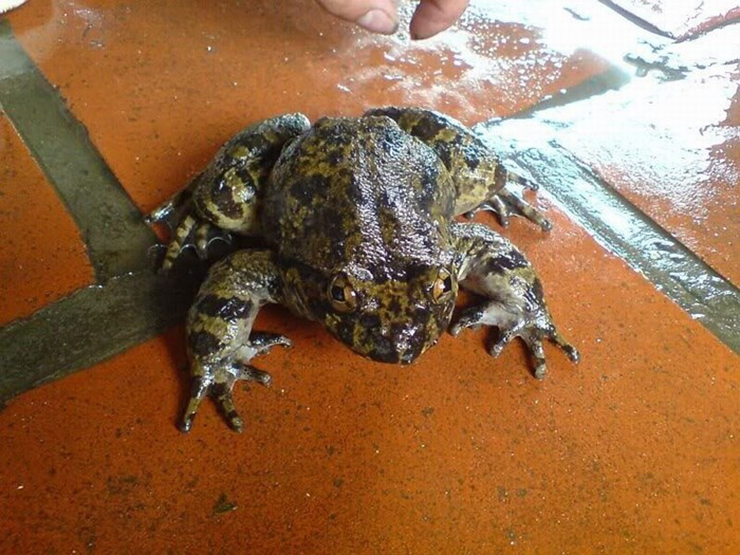Ếch hương là một trong những loài động vật lưỡng cư. Loại ếch này còn có nhiều tên gọi khác như ếch vương, ếch công nương, ếch tiến vua hay "ếch đại gia".
