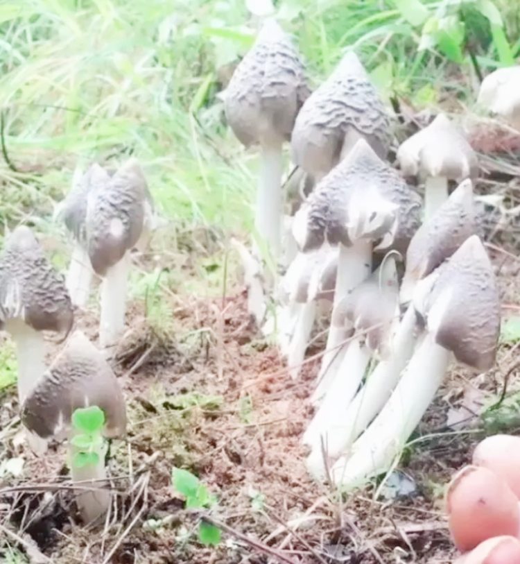 Ngày kiếm vài triệu nhờ săn “vua nấm” - 1