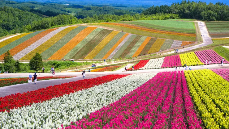 Biei (Hokkaido): Biei và vùng nông thôn xung quanh là một trong những địa điểm đẹp nhất ở Hokkaido. Biei nổi tiếng với những ngọn đồi thoai thoải đầy màu sắc và những cánh đồng hoa rực rỡ. Vẻ đẹp tự nhiên của khu vực này thường xuyên được chọn làm bối cảnh cho một số chương trình truyền hình ở Nhật Bản.
