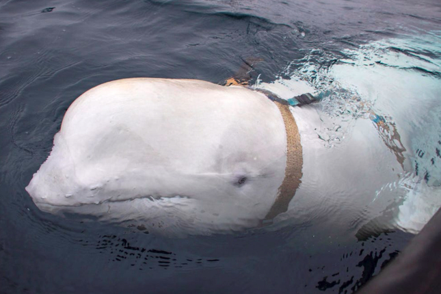 Cá voi ‘gián điệp’ của Nga tái xuất ở Thuỵ Điển, giới khoa học bối rối - 1
