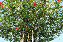 Cây dại mọc hàng rào lên chậu thành bonsai đẹp lạ, có cây giá hơn 300 triệu