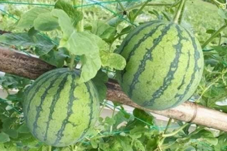 Dưa hấu mini 200.000 đồng/kg hút khách có gì đặc biệt?