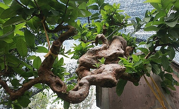 Cây ổi bonsai mọc ngược &#34;hiếm có khó tìm&#34;, khách trả 900 triệu chủ vẫn không màng - 1