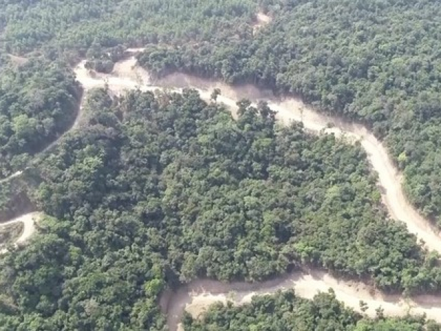 Xác minh vụ phá rừng tự nhiên để mở đường ở Quảng Ngãi
