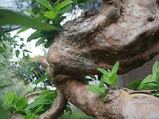 Cây ổi bonsai mọc ngược ”hiếm có khó tìm”, khách trả 900 triệu chủ vẫn không màng