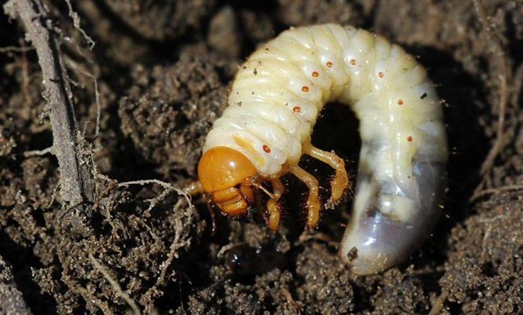 Sùng đất là loại côn trùng có thân to bằng ngón tay người lớn, chính là ấu trùng của loài bọ rầy, hình dáng không khác gì con đuông dừa. 
