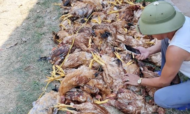 Mất điện đột ngột, gần 1.000 con gà lăn ra chết - 1