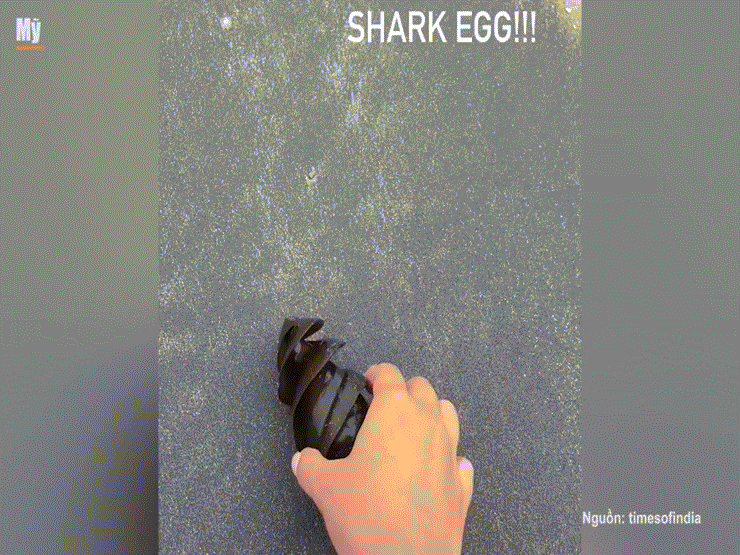Dân tình ngạc nhiên khi lần đầu thấy trứng cá mập