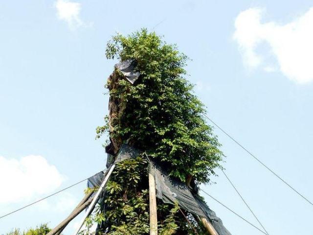 Sự hồi sinh kỳ diệu của cây đa 200 tuổi nặng 120 tấn sau hơn một năm bị đổ