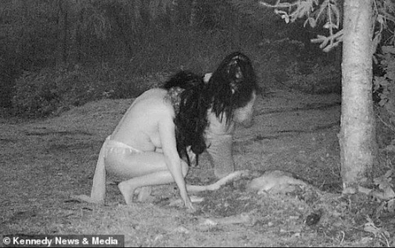 Canada: Đặt camera theo dõi xác nai qua đêm, thấy cảnh đáng sợ - 1