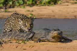 Báo đốm đoạt mạng cá sấu bằng những cú cắn ”không trượt phát nào”