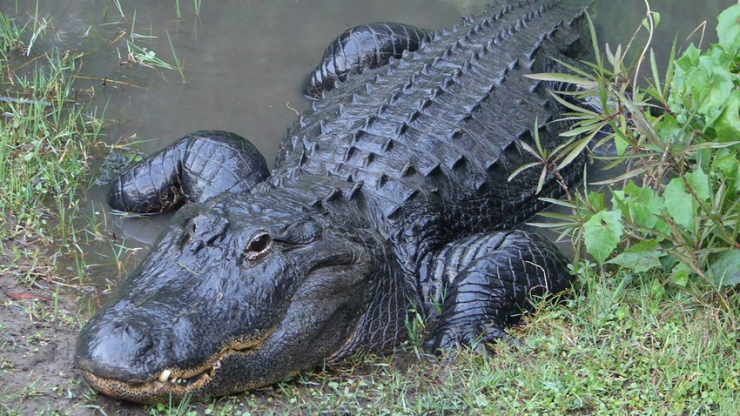 Phát hiện cá sấu đầu tiên sinh con mà không cần con đực - 1