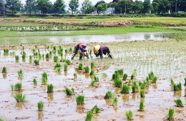 Nông dân thở phào vì phân bón cắt &#39;&#39;cơn sốt&#39;&#39; giá - 1